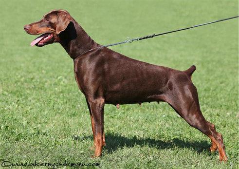 Ismena Halit Pasa | Brown Doberman Pinscher