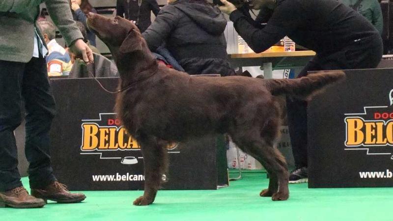 Ares Red of Brown Seduction | Flat-Coated Retriever 