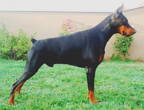 Had Flashived | Black Doberman Pinscher