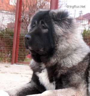 Shahinya Charan Gordolan | Caucasian Mountain Dog 