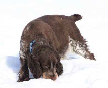 SPRINGHILLS TRI LEAHS FROSTY IMAGE | English Springer Spaniel 