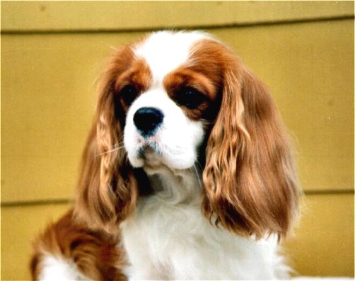 Homerbrent James stewart | Cavalier King Charles Spaniel 