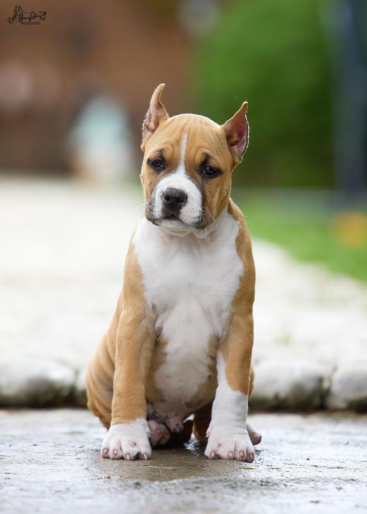 DENVERS ELITE TSUM | American Staffordshire Terrier 