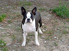 pom pom girl des hauts coureurs | Boston Terrier 