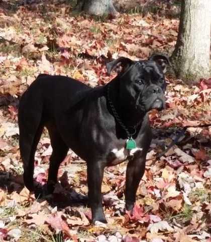 BuffaloCreek's/Pack's Daisey 2 | Olde English Bulldogge 