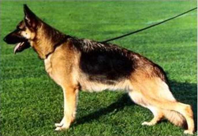 Bertha's Oline | German Shepherd Dog 