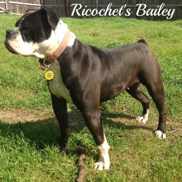 Ricochet's Bailey of Bullnanza Bulldogges | Olde English Bulldogge 