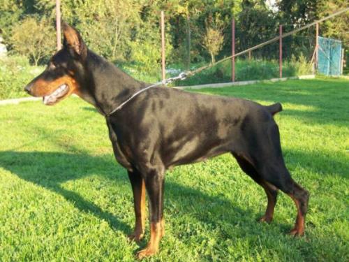 Ibler Best of Island | Black Doberman Pinscher