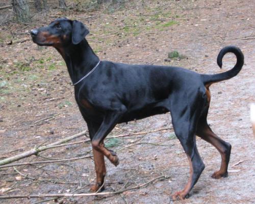 Haya Busa Hellfire | Black Doberman Pinscher