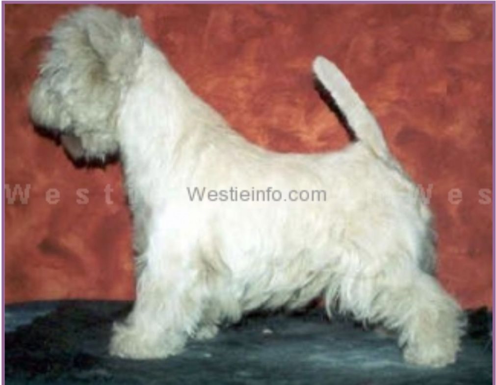 Olton Aye Day in the Life | West Highland White Terrier 