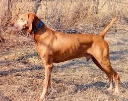 Paradox Remarqueable Jake | Hungarian Vizsla 