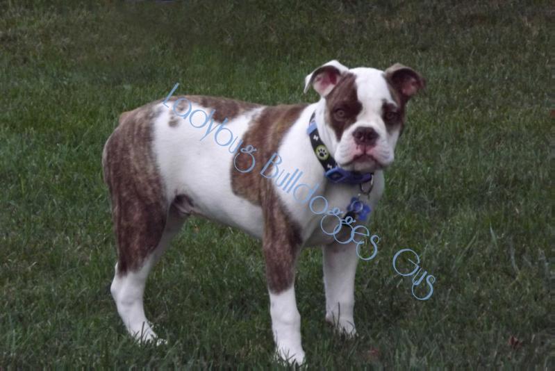 Ladybug Bulldogges' Gus | Olde English Bulldogge 