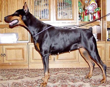 Bolivar Grafin Gracia | Black Doberman Pinscher