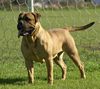 Prue des Jardins D'atlantis | Bullmastiff 