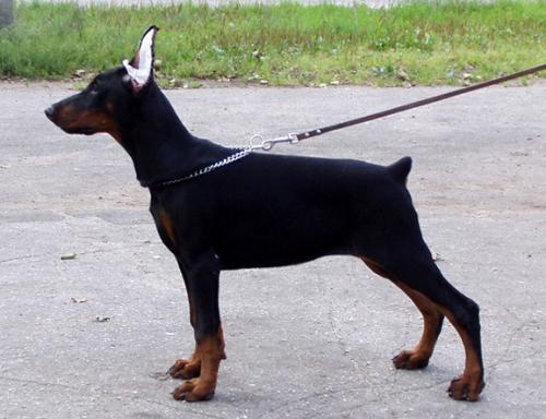 Bolivar Jozefina Jerris | Black Doberman Pinscher