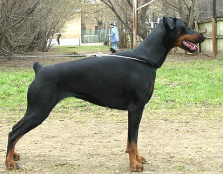 Bolivar Jaklin Jerua | Black Doberman Pinscher