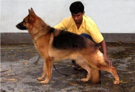 Fanti vom Murrtal | German Shepherd Dog 