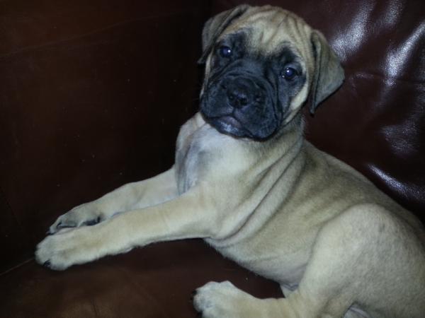 rayzella dawn | Bullmastiff 