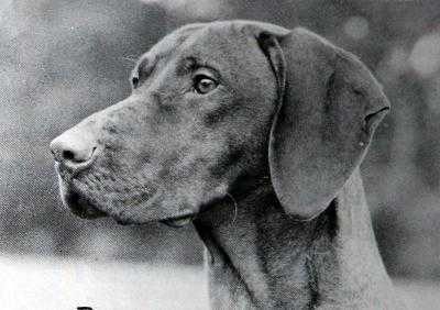 GALFRID FERGUS OF BRACKENRHODE | Hungarian Vizsla 