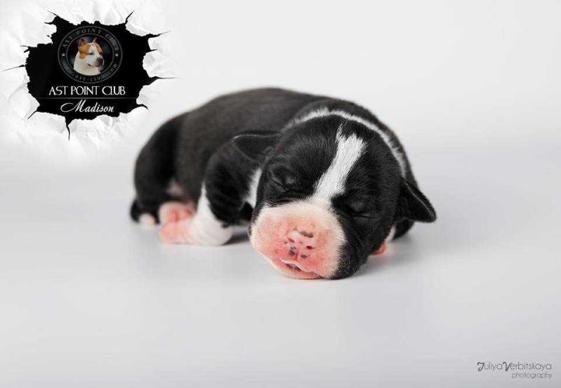 AST POINT CLUB MADISON | American Staffordshire Terrier 