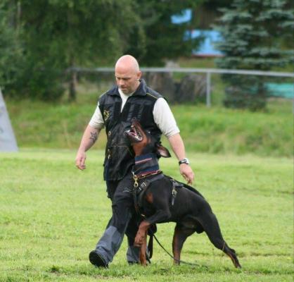 Briska's Ajax | Black Doberman Pinscher