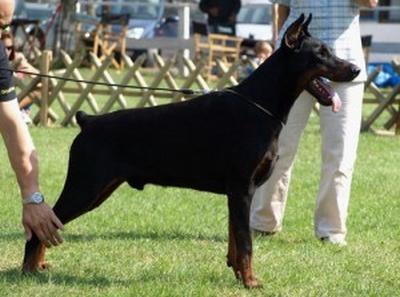 Mafia di Modello | Black Doberman Pinscher