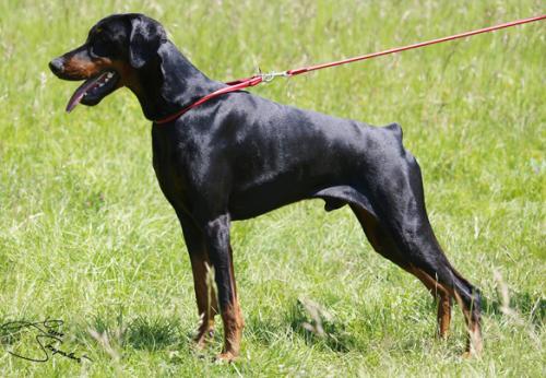 Berry From Fourteenth Meridian | Black Doberman Pinscher