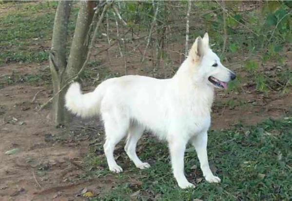 Ana Lucia Scatle | White Swiss Shepherd Dog 