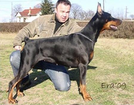 Dizzy Star of Bedea | Black Doberman Pinscher