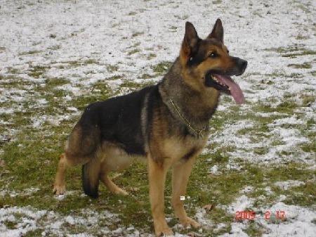 Harras von der Sandkautschneise | German Shepherd Dog 