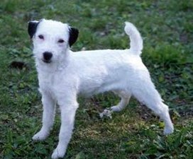 Tack | Jack Russell Terrier 