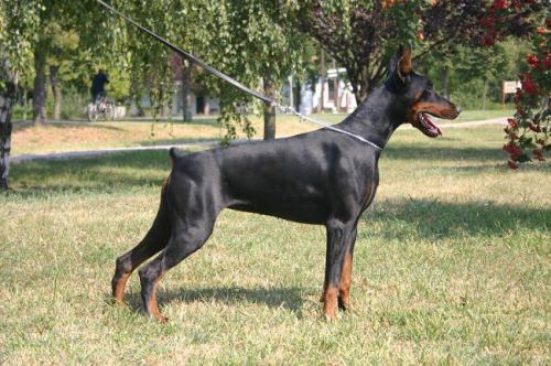 Laila v. Hunnoterra | Black Doberman Pinscher