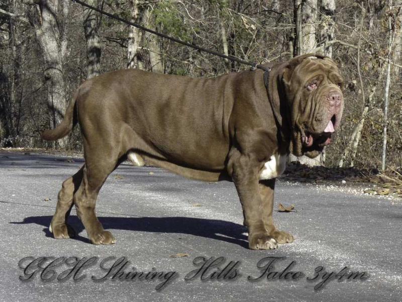 SHINING HILLS FALCO | Neapolitan Mastiff 