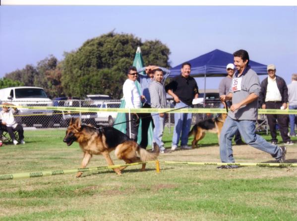 Jack von wnguyen | German Shepherd Dog 