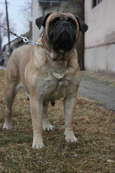 Dona Vom tannefeld | Bullmastiff 