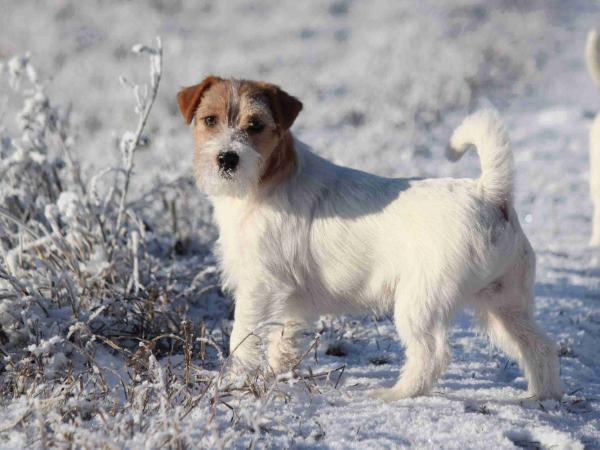 All Jacks I´m Just Pemiko | Jack Russell Terrier 