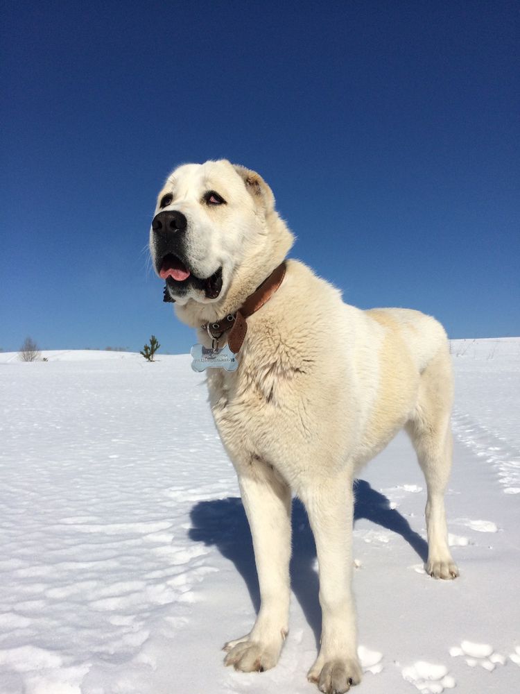Leticia Kasta | Central Asian Shepherd Dog 