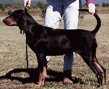 Rockytop Queen Bee | Black and Tan Coonhound 