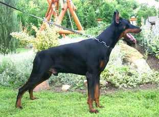 Achilleus v. Hunnoterra | Black Doberman Pinscher