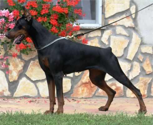 Demon Daria v. Hunnoterra | Black Doberman Pinscher