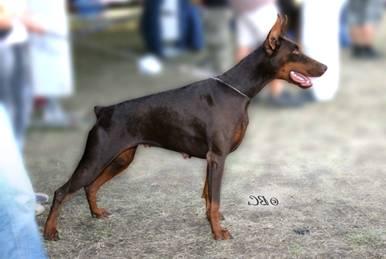 Pandora del Mediano | Brown Doberman Pinscher