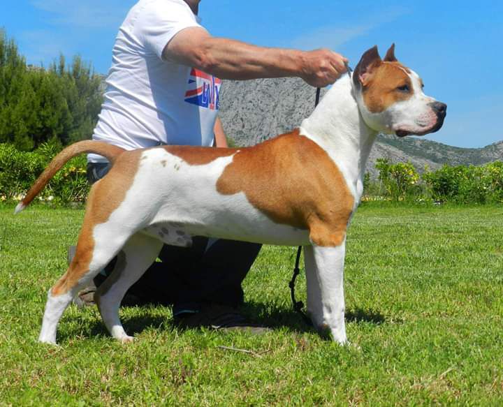 BURY MY BODY CHRIS KENNEL'S | American Staffordshire Terrier 