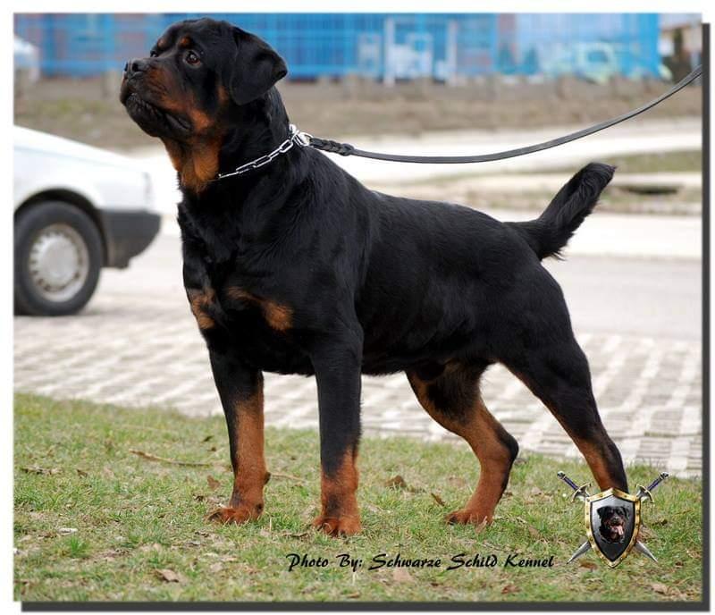 Max Schwarze Schild | Rottweiler 