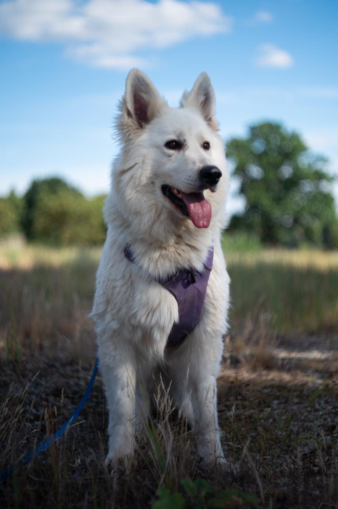 CONDA-BRAVO STAR FROM HOUSE DE MONON | White Swiss Shepherd Dog 