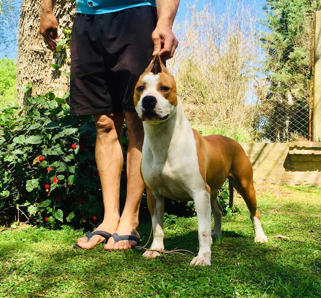 TALAMANCA ENCANTADA DE LA GRAN STRANIERA | American Staffordshire Terrier 