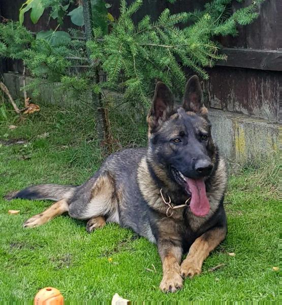 buddy socialist star | German Shepherd Dog 
