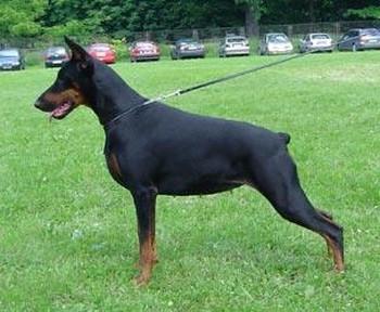 Miss Beta z Gor Przeznaczenia | Black Doberman Pinscher