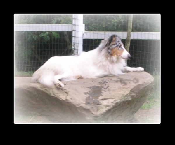 R-N-D Silver Sno Ice Blue Zeba | Rough Collie 