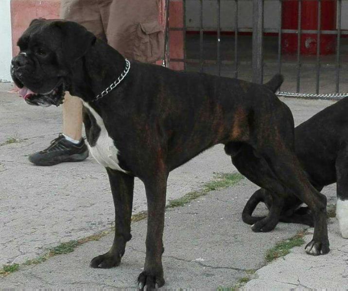 Imperial Melchor el malechor | Boxer 