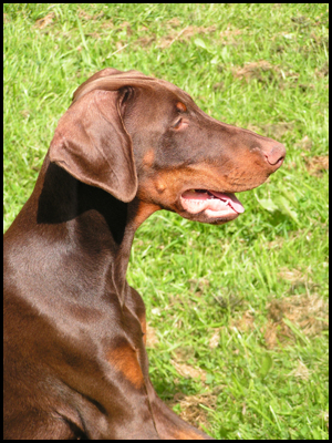 Amirace Famous-Floyd | Brown Doberman Pinscher